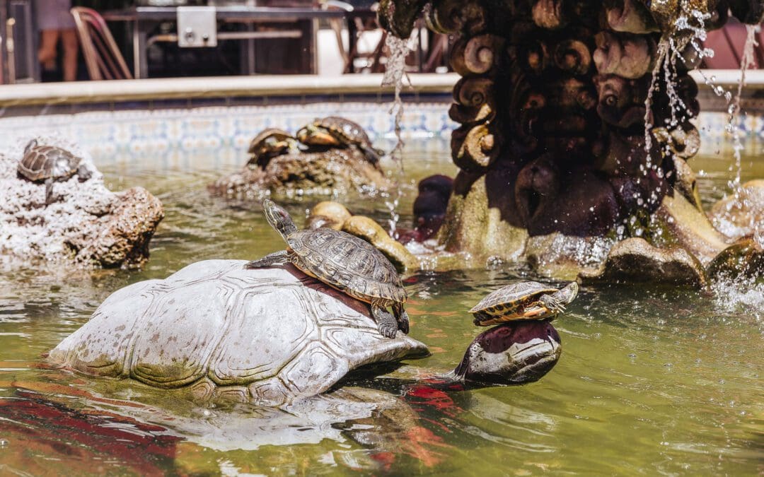 tortoise in water